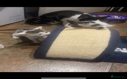 Domestic Shorthair cats for sale: Domestic Shorthair Kitten - Image 5