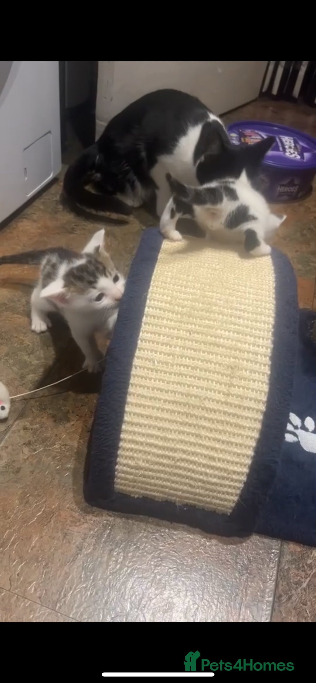 Domestic Shorthair cats for sale: Domestic Shorthair Kitten - Image 5
