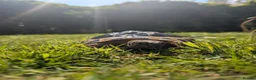 Tortoise reptiles for sale: tortoises - Advert 5