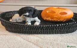 Cocker Spaniel dogs for sale: Working type cocker spaniels. Merle and Roan - Image 14