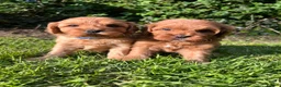 Cavapoo dogs for sale: Ready now, 1 Cavapoo puppy - Advert 6