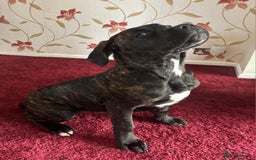 Cane Corso dogs for sale: Italian cane corso puppies  - Image 8