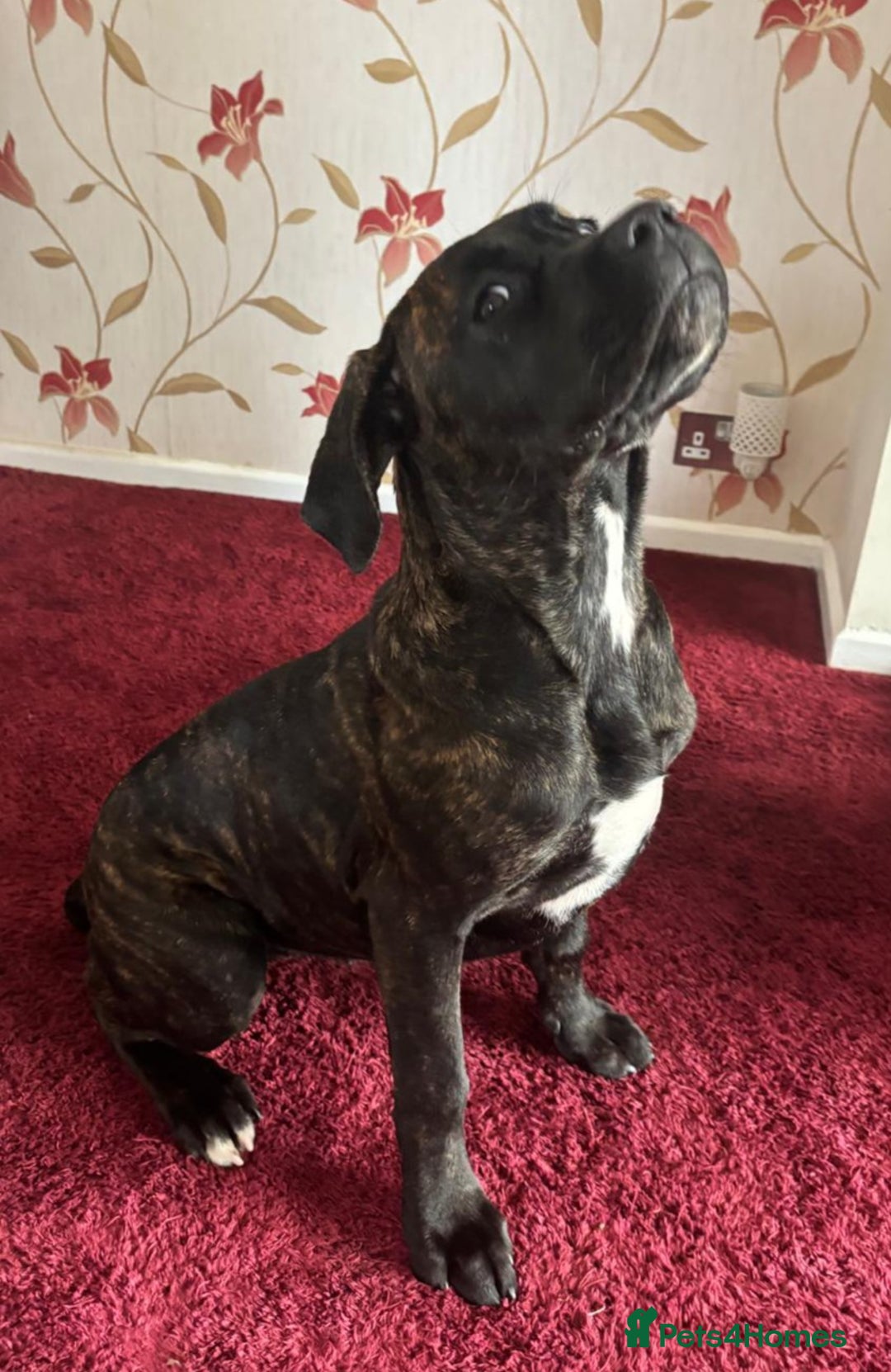 Cane Corso dogs for sale: Italian cane corso puppies  - Image 8