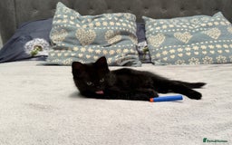 Mixed Breed cats for sale: Gorgeous fluffy kittens looking for a forever home - Image 8