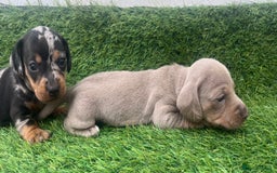 Miniature Dachshund dogs for sale: STUNNING KC REG MINIATURE DAPPLE DACHSHUNDS  - Image 4