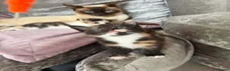 Mixed Breed cats for sale: Calico Beautiful-Mum Siamese Dad Ragdoll Bengal  - Advert 23