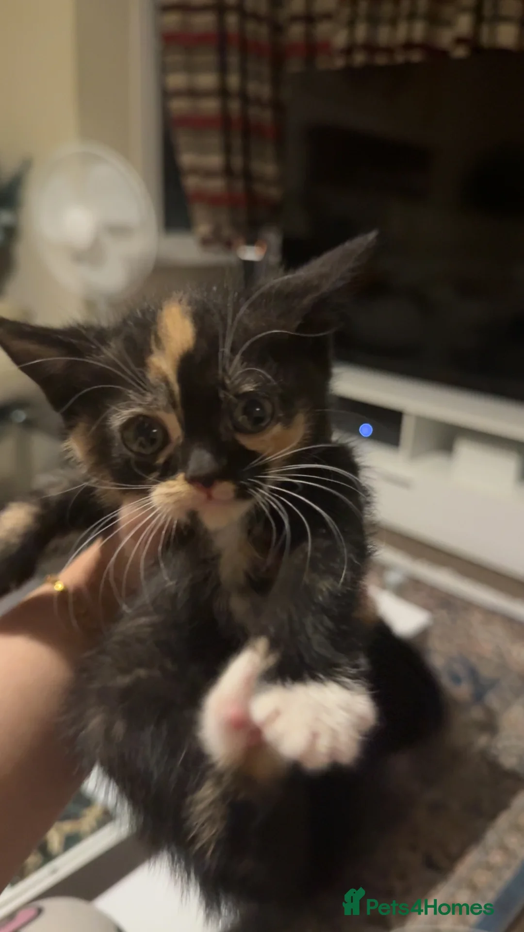 British Shorthair cats for sale: Beautiful playful kittens - Advert 2