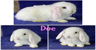 Mini Lop rabbits - Advert 7