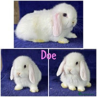 Mini Lop rabbits - Advert 11