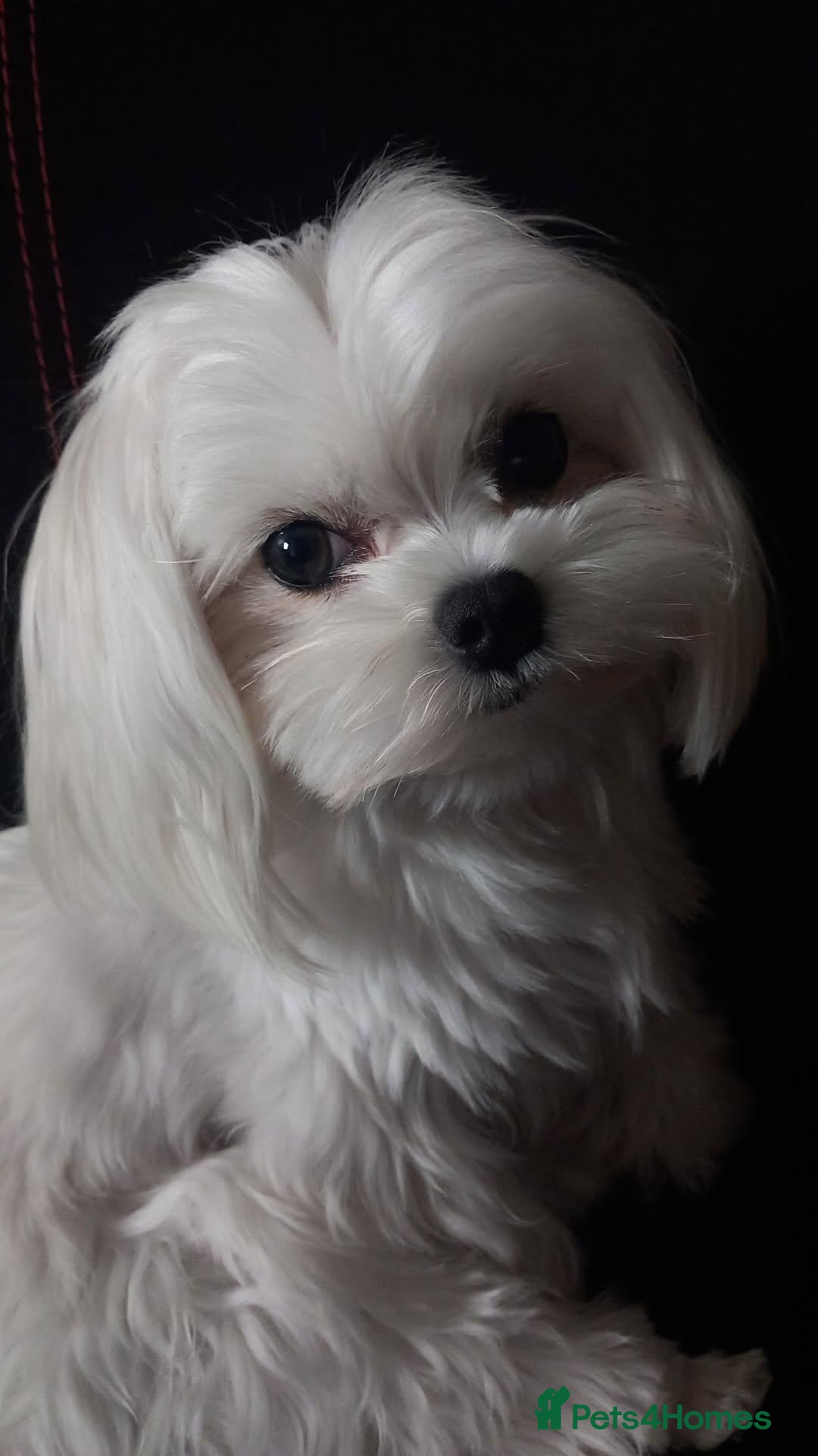 Maltese dogs Proven KC registered Korean Maltese stud - Advert 1