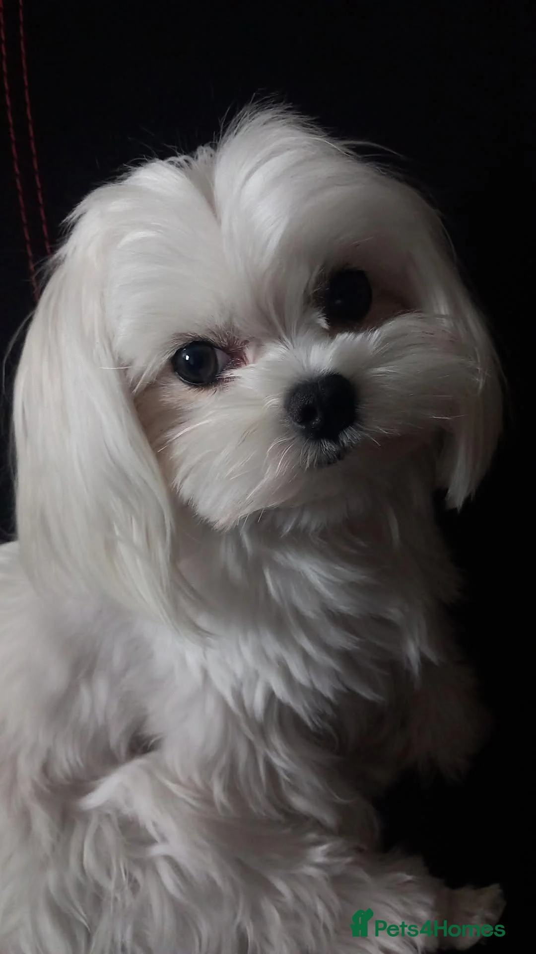 Maltese dogs for stud: Proven KC registered Korean Maltese stud in Loughton - Advert 1