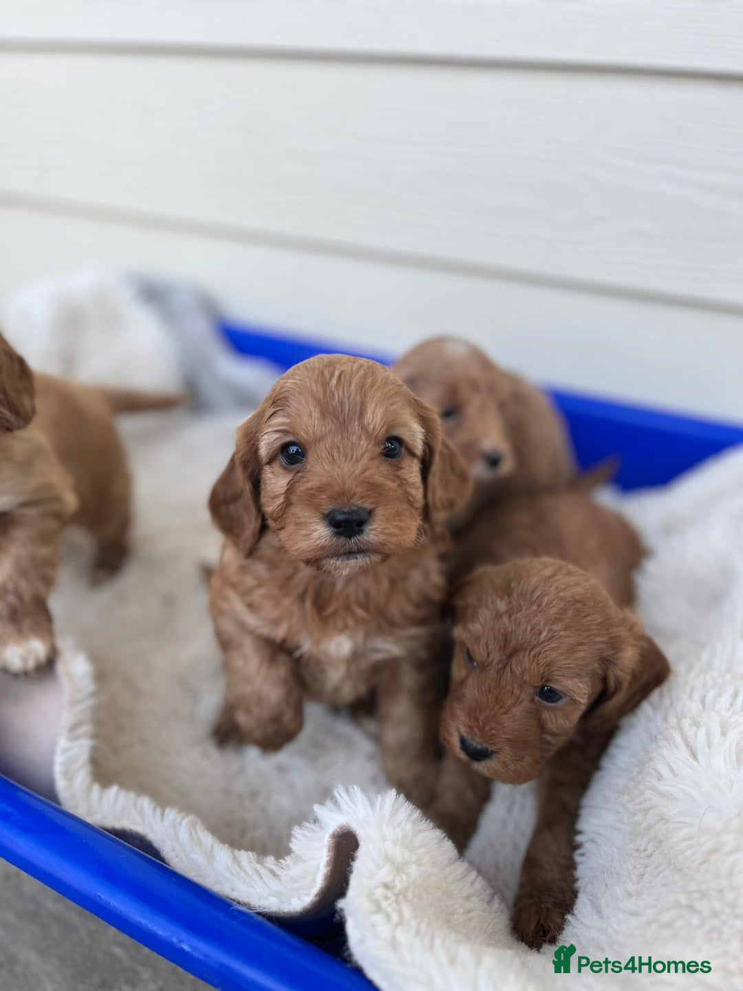 Cockapoo dogs for sale: Tiny cockapoo puppies - Advert 10