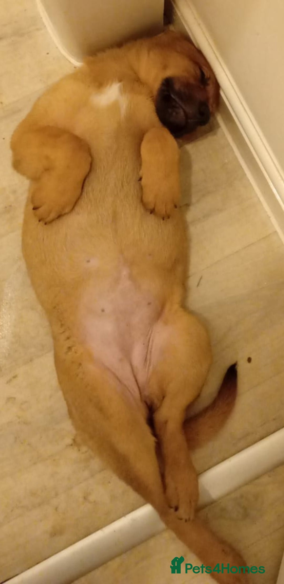 Mixed Breed dogs for sale: Female German shepherd x staffy pup - Advert 3