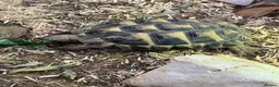 Hermann Tortoise reptiles for sale: Herman’s Tortoise Unsexed in Horley - Advert 2