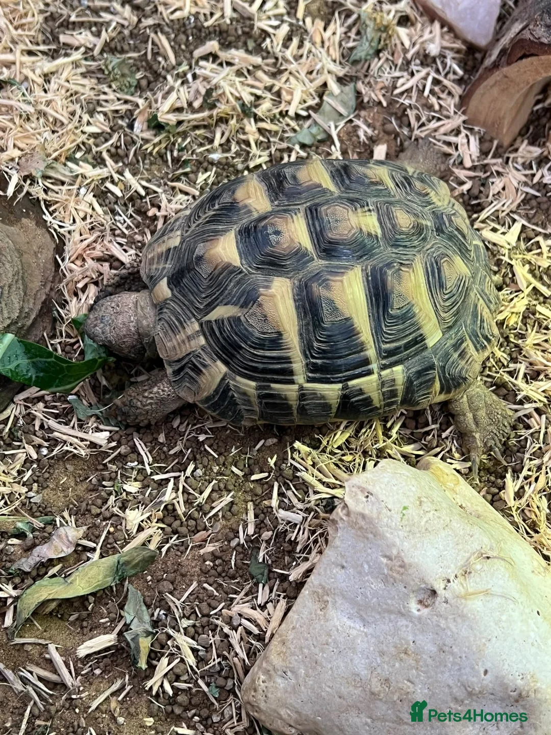 Hermann Tortoise reptiles for sale: Herman’s Tortoise Unsexed in Horley - Advert 2