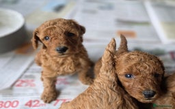 Miniature Poodle dogs for sale: MINIATURE POODLE PUPPIES - Image 15