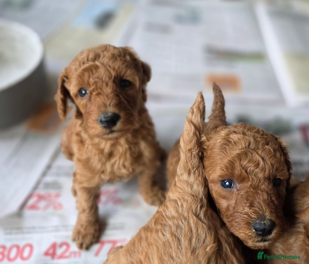 Miniature Poodle dogs for sale: MINIATURE POODLE PUPPIES - Image 15