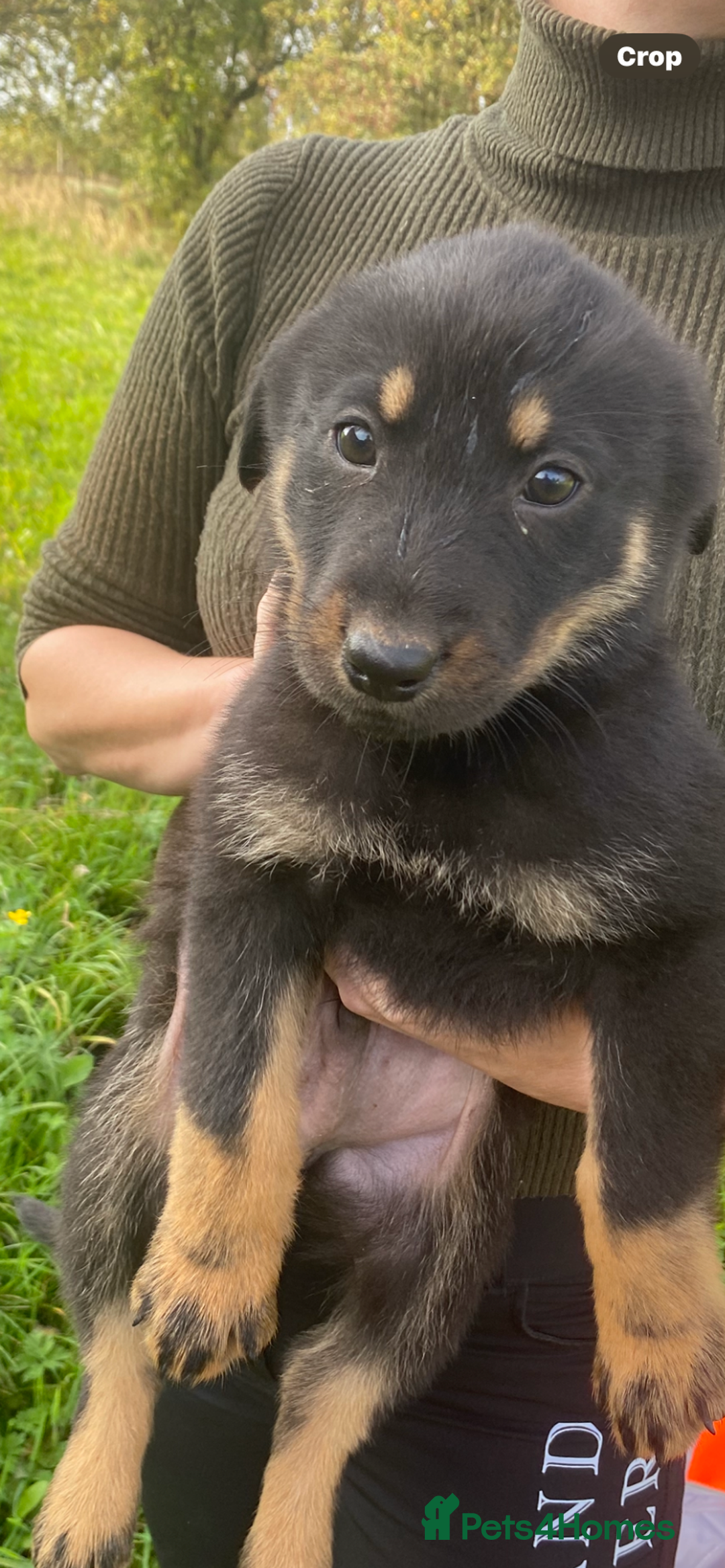 Mixed Breed dogs for sale: Puppies - Image 4