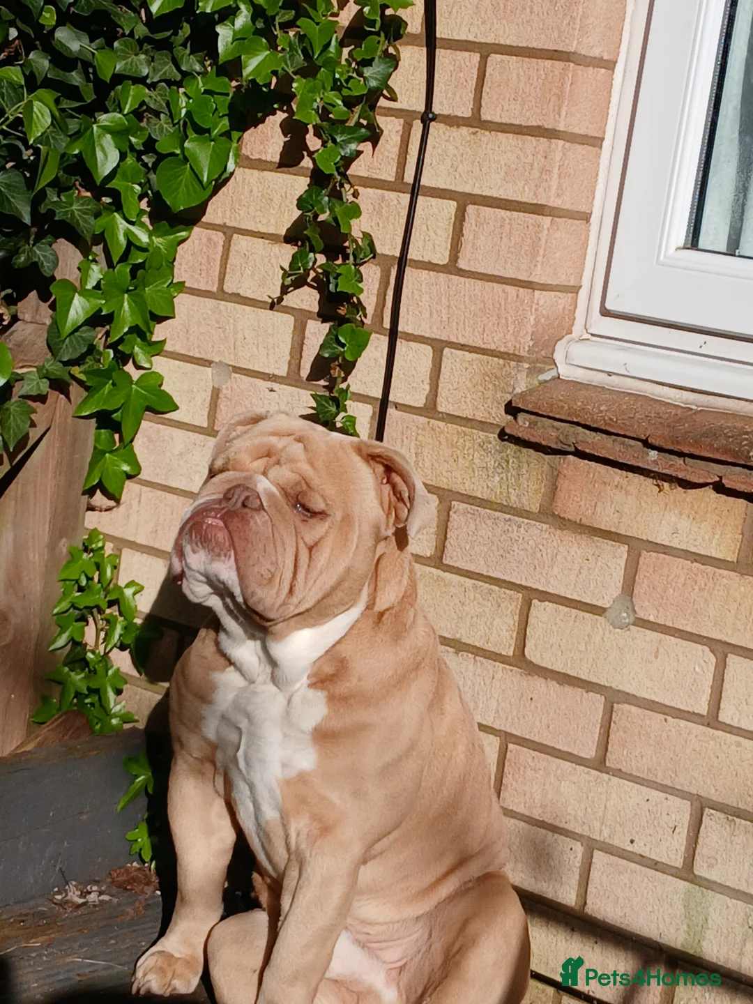 English Bulldog dogs for sale: Beautiful English bulldog Reggie in Basingstoke - Advert 4