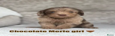 Cockapoo 1