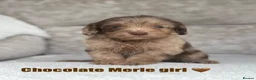 Cockapoo dogs for sale: F1 health tested cockapoo puppies - Advert 8