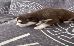 Siberian Husky dogs for sale: full-breed Siberian Husky Puppies  - Image 2