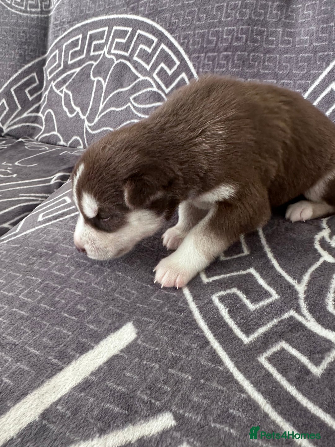 Siberian Husky dogs for sale: full-breed Siberian Husky Puppies  - Image 2