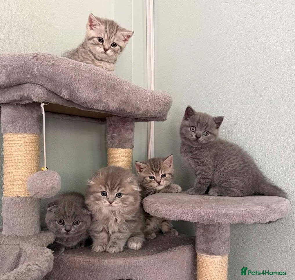 Scottish Fold cats Scottish Fold and Scottish straight kittens. - Advert 2