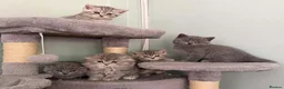 Scottish Fold cats for sale: Scottish Fold and Scottish straight kittens. - Advert 4