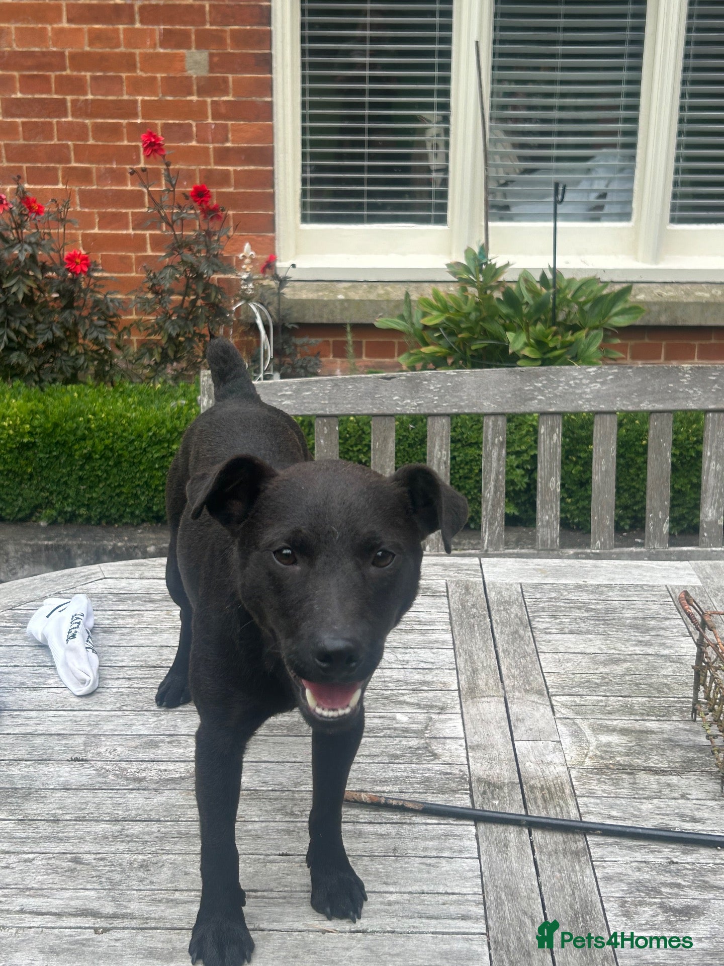 Patterdale Terrier dogs 18 month old Patterdale Terrier  - Advert 2