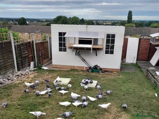 Pigeons birds for sale: Racing Pigeons - Advert 1