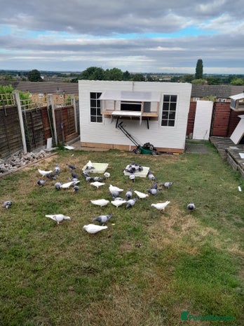 Pigeons birds - Advert 13