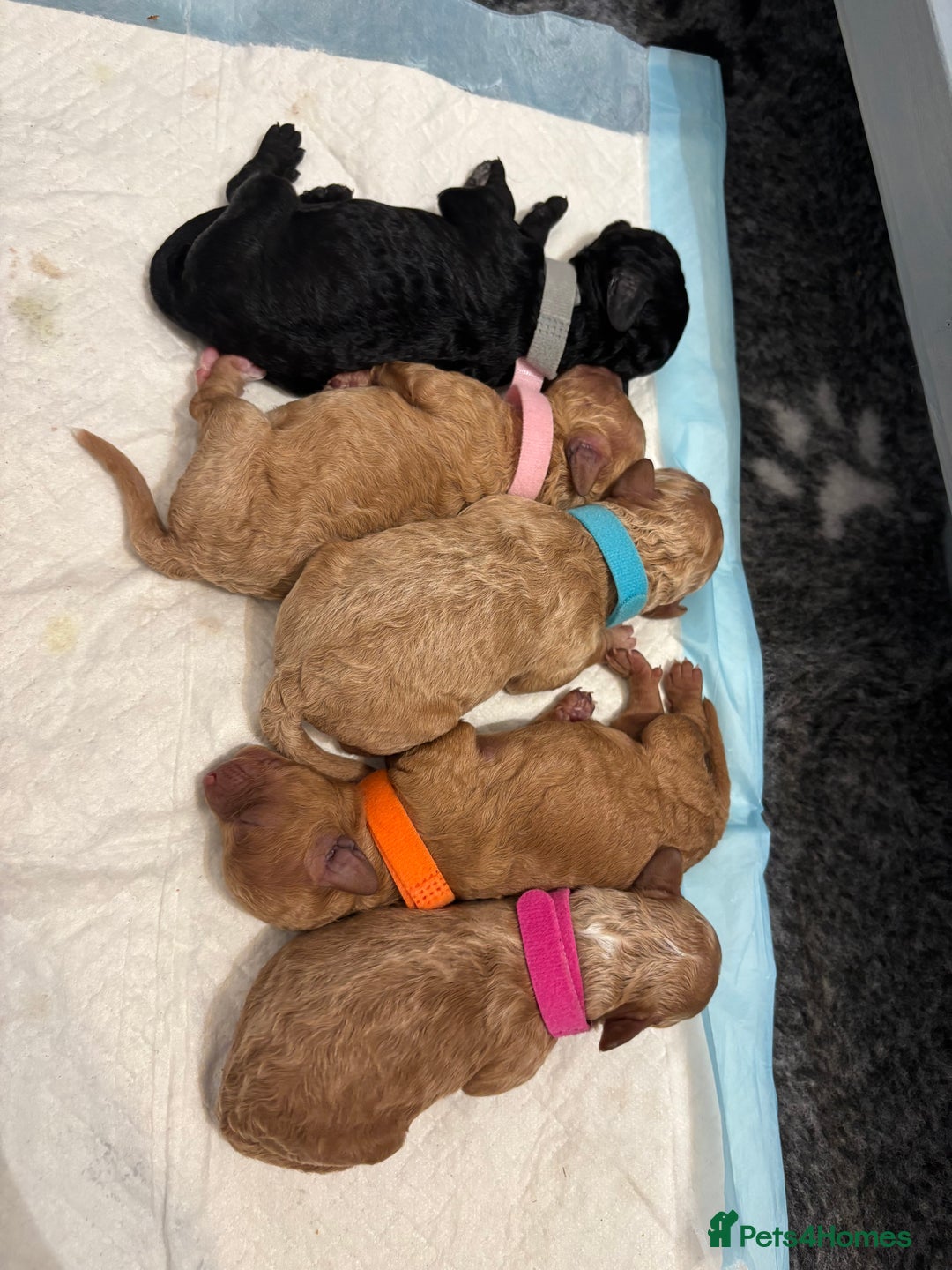 Cavapoochon dogs for sale: Cavapoochon Puppies - Image 3