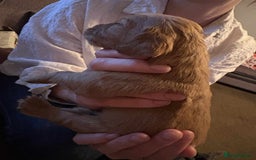 Cockapoo dogs for sale: Stunning litter of cockapoos  - Advert 23