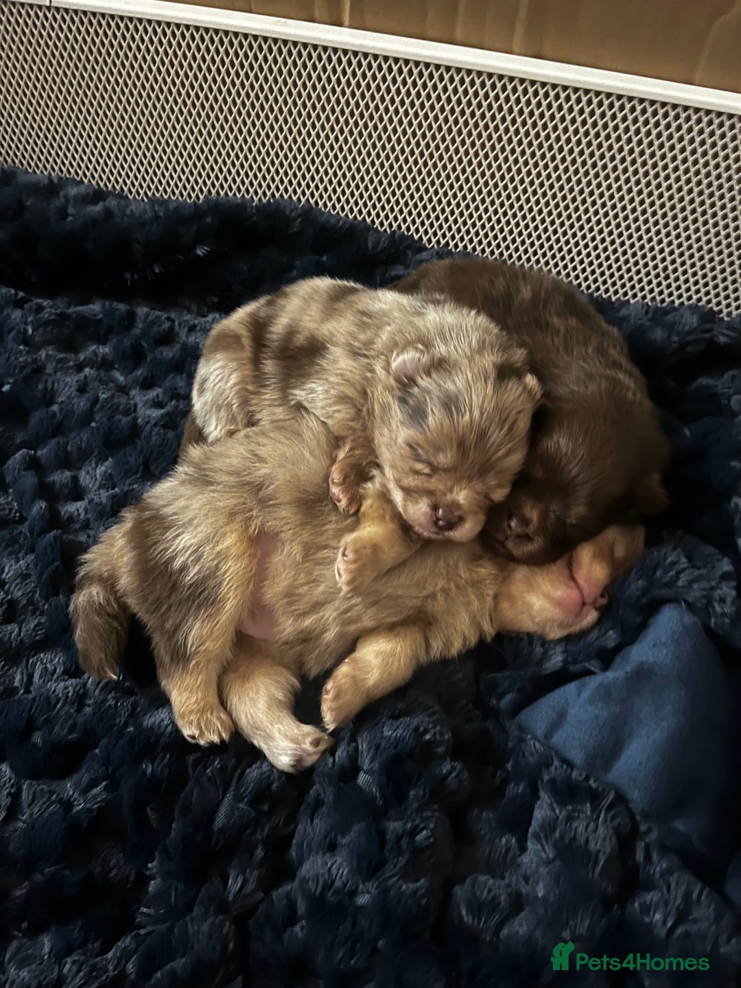 Pomeranian dogs for sale: Fluffy Pomeranian puppy’s MERLE & CHOCOLATE - Advert 5