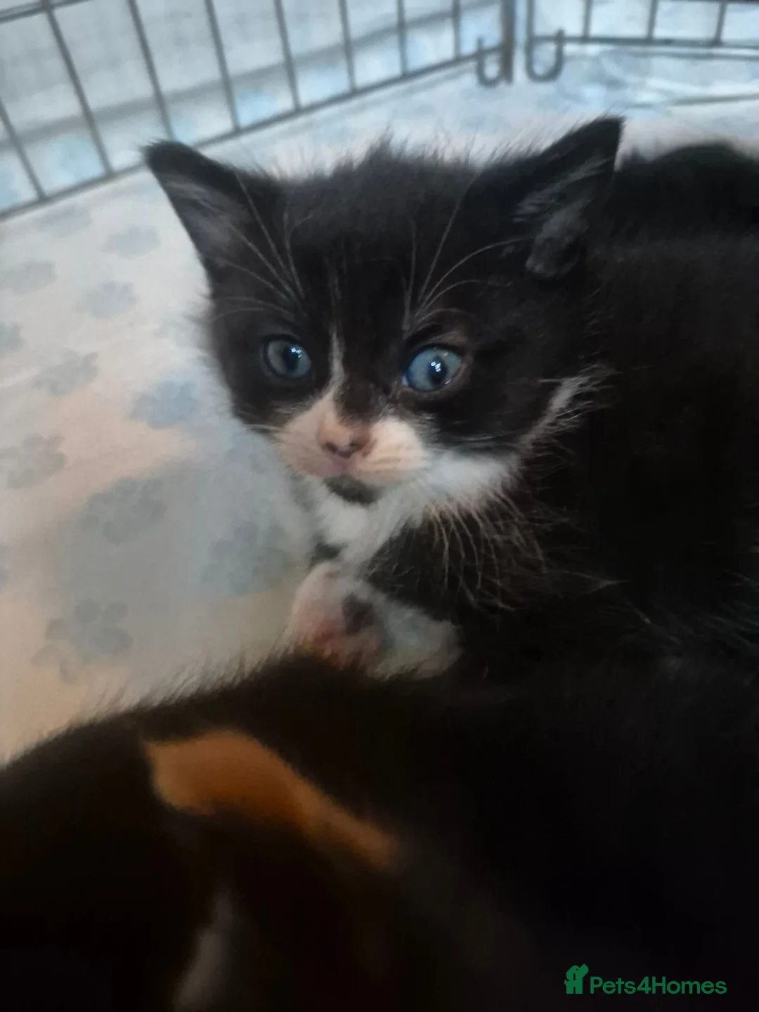 Mixed Breed cats for sale: Beautiful kittens - Advert 2