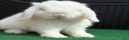Mini Lop rabbits for sale: Adult does and buck pure bred mini lops    - Advert 1