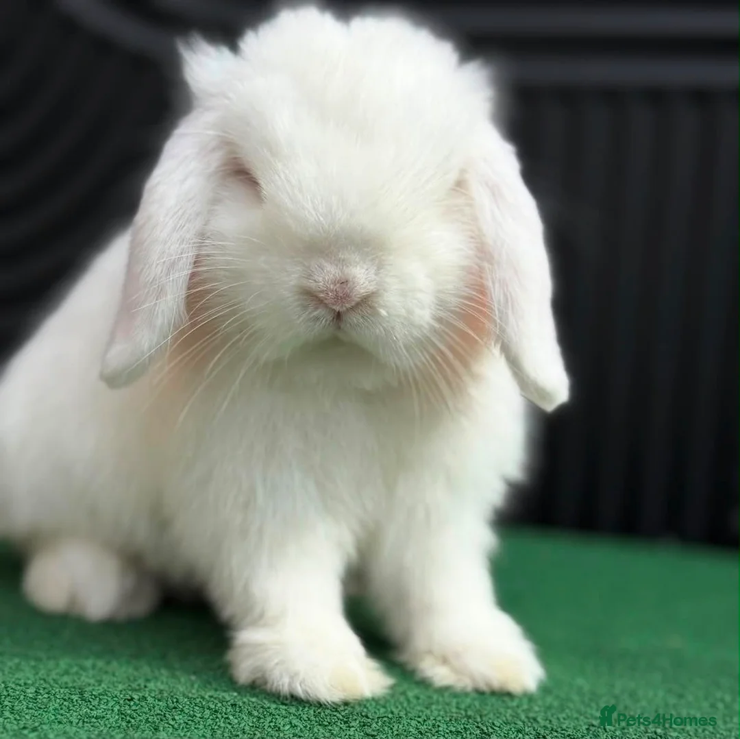 Mini Lop rabbits for sale: Adult does and buck pure bred mini lops    - Advert 1