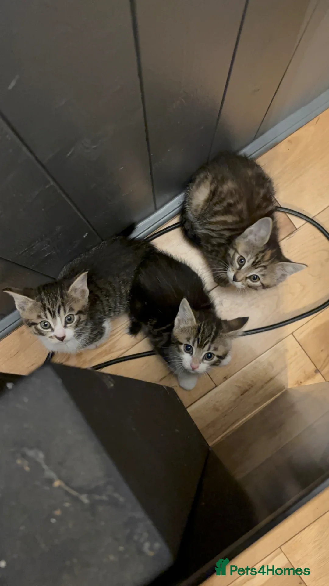 Mixed Breed cats for sale: Kitten litter of 4 in Tiverton - Advert 1