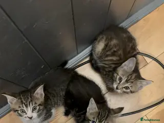 Mixed Breed cats Kitten litter of 4 - Advert 1