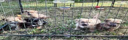 Norfolk Terrier dogs for sale: Norfolk terrier pups - Advert 3