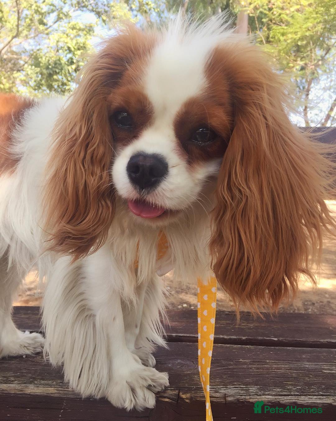 Cavalier King Charles Spaniel dogs for sale: Cavalier King Charles Spaniel Girl - Advert 3