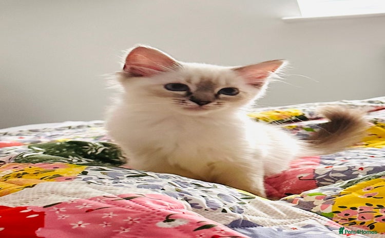 Ragdoll cats - Advert 3
