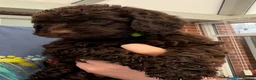 Cockapoo dogs for sale: ⭐ F1 Health tested Cockerpoos⭐ - Advert 7