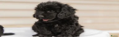 Cockapoo 2
