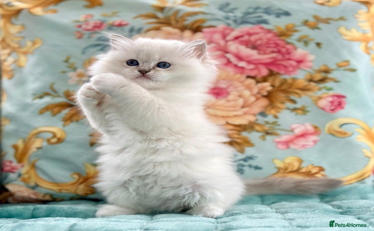 Ragdoll cats - Advert 3