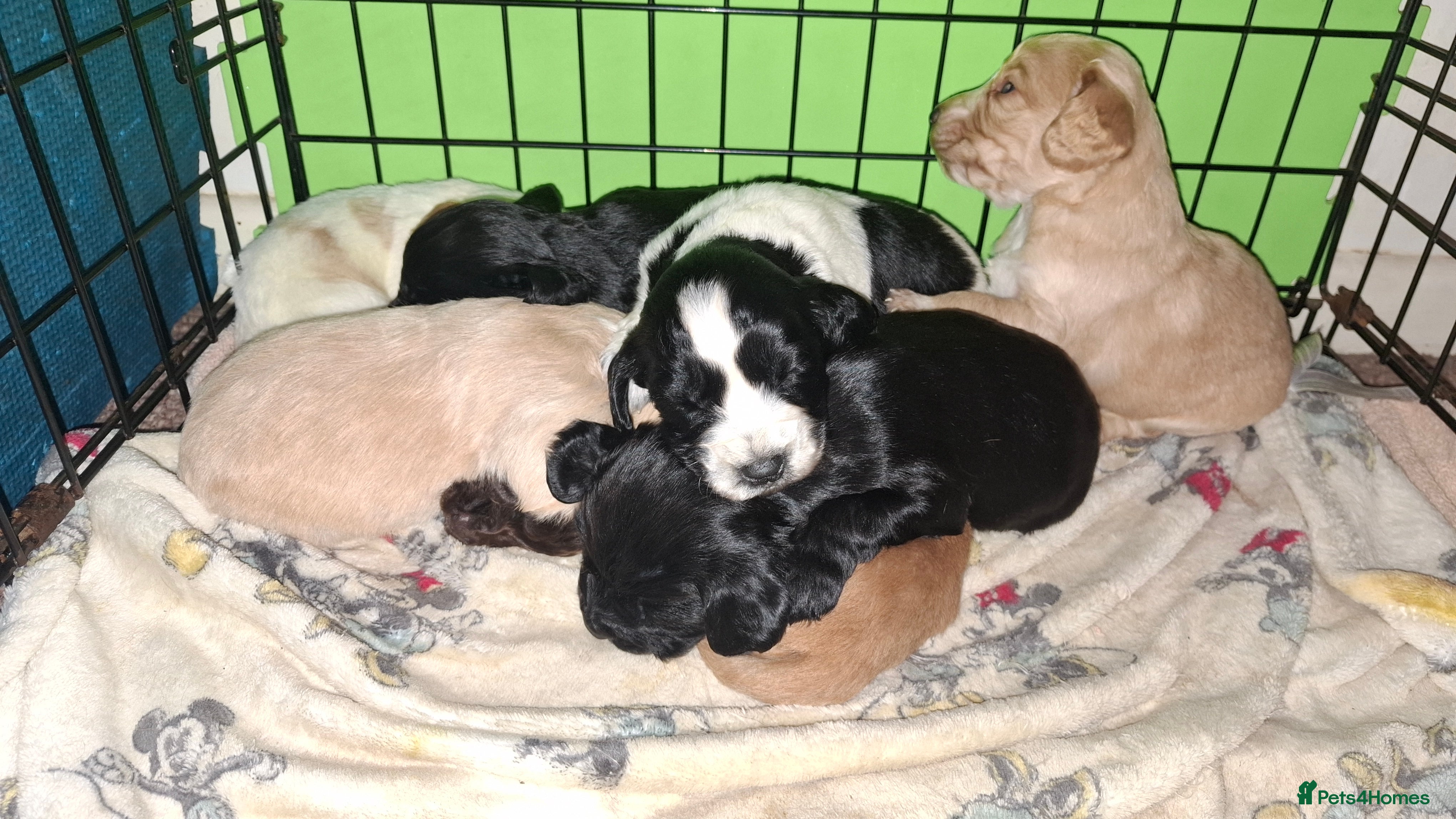 Cocker Spaniel dogs Beautiful working cocker spaniel puppies for sale - Advert 7