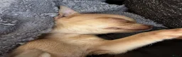 Chihuahua dogs for sale: Female chihuahua  - Advert 8