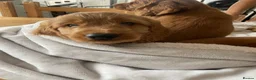Cockapoo dogs for sale: F1 Cockapoos READY TO LEAVE NOW  - Advert 14