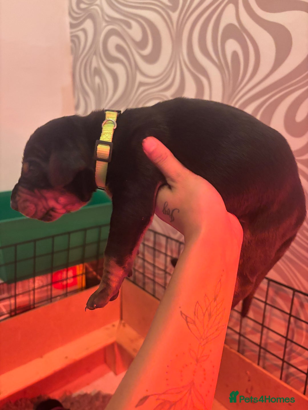 Dobermann dogs for sale: ⭐️DOBERMAN🐾PUPPIES⭐️🐶AVAILABLE🐾MID🐾SEPTEMBER🐶 - Image 11